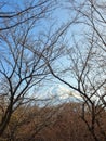 Mount Fuji view with branches of tree-Hino-Tokyo-japan Royalty Free Stock Photo
